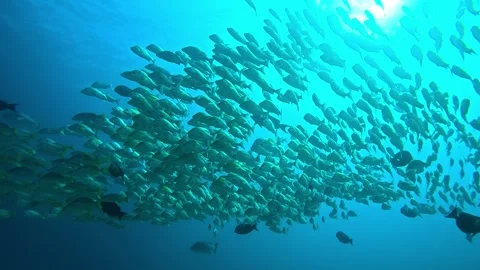Down view of a big school of sweet lips, sun through the surface Stock Footage 293259266
