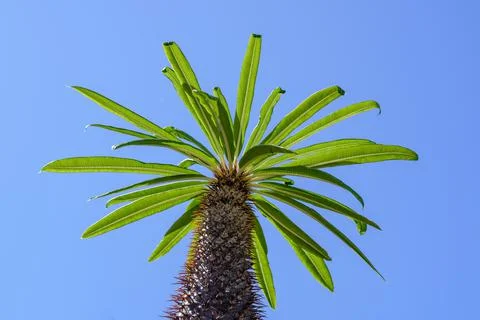 Down view on a cactus Stock Photos