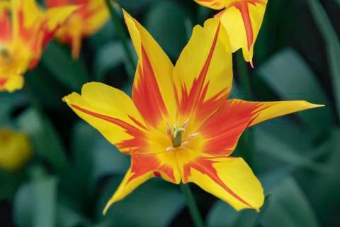 Down view close up of red and yellow tulips  库存照片