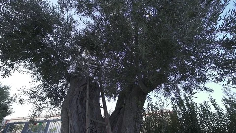 Down view of olive Tree with natural light Stock Footage 72618255