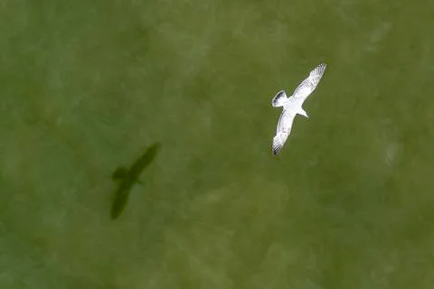 Down view of a seagull with his shadow flying above a green water of the Nort Stock Photos
