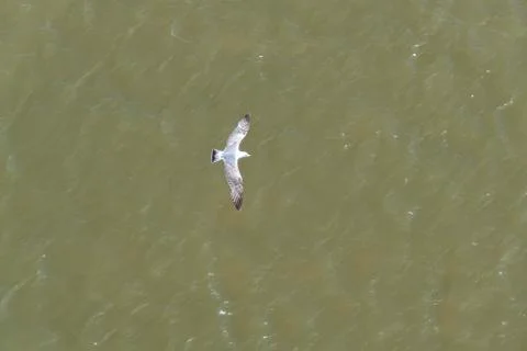 Down view of a seagull with his shadow flying above a green water of the Nort Photos