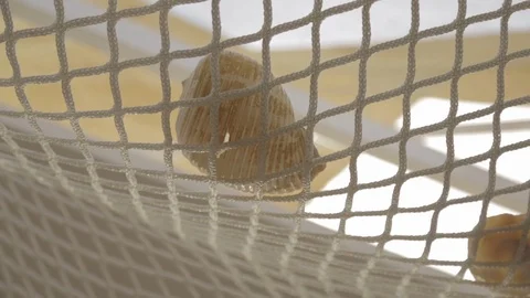 Down view of shell with net Stock Footage 88170830