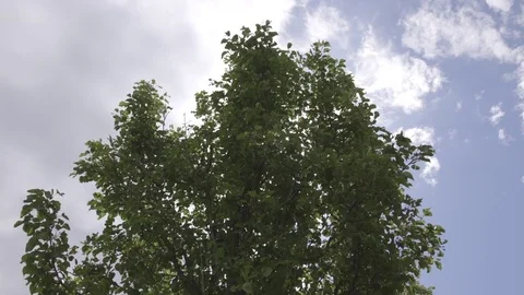 Down view of a Tree with background clouds Stock Footage 72384657