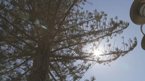 Down view of tree branches with backlit sun Stock Footage 88170809