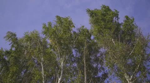 Down view on trees crowns bended with strong wind Stock Footage 67169146