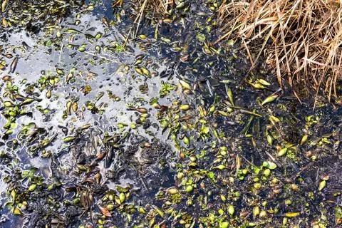 Down View Onto A Weed Filled Pond Fotos Stock