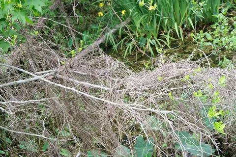 Downed branches in a lakeside marsh Stock Photos