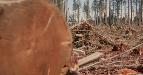Downed log in a freshly clearcut deforested field Stock Footage 262934861