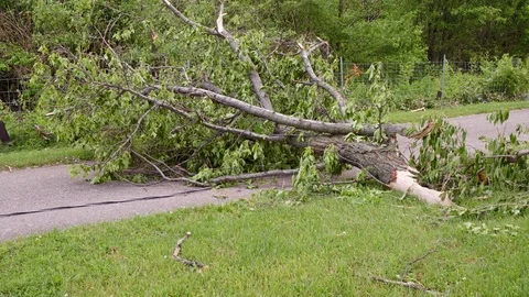 Downed power line caught in fallen tree on path after Tornado 4k 库存影片 108761110