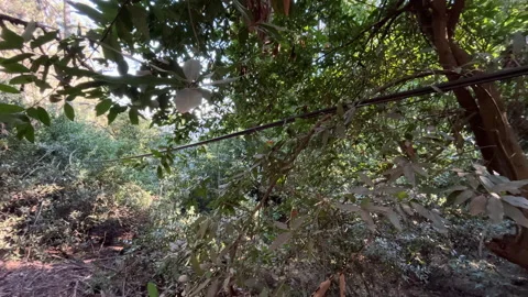 Downed Power Line Hung on Trees In The Forest, Possible Cause of Wildfire 스톡 동영상 233352948