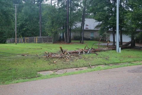 Downed Power Lines in Fallen Trees Foto stock