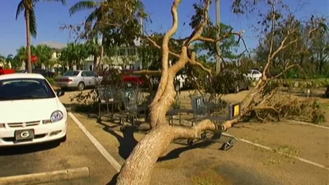 Downed Tree After Hurricane Wilma Stock Footage 291000473