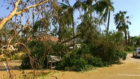 Downed Tree After Hurricane Wilma Stock Footage 291000478