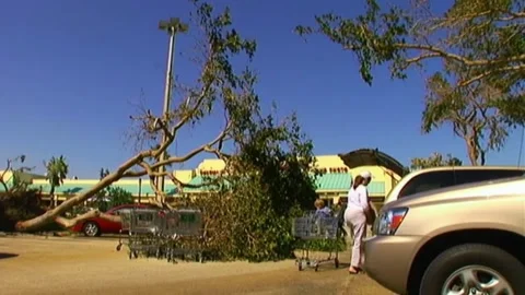 Downed Tree After Hurricane Wilma Stock Footage 291000482