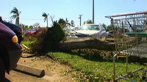 Downed Tree After Hurricane Wilma Stock Footage 291000486