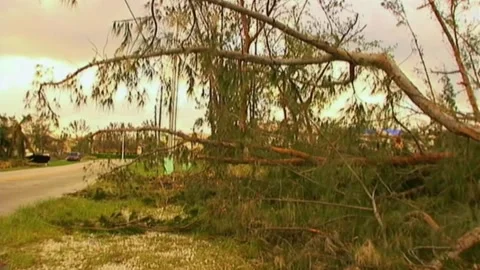 Downed Tree After Hurricane Wilma Stock Footage 291000534