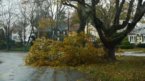 Downed Tree Branch in road Stock Footage 12582410