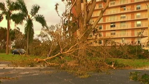 Downed Tree Condos After Hurricane Wilma Stock Footage 291000557