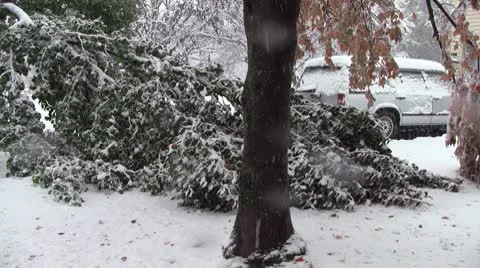 Downed tree Stock Footage 8949076