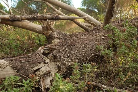 Downed tree in the forest Stock Photos