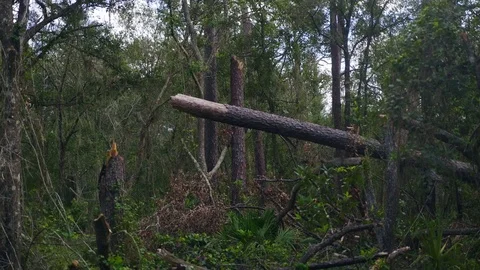 A Downed Tree in the Middle of a Forest Stock Footage 114989501