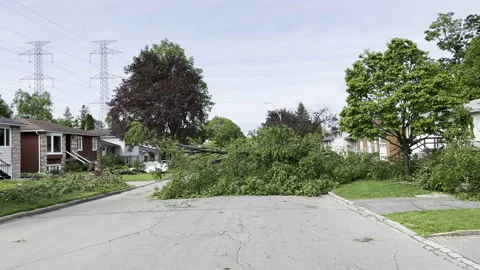 A downed tree in the middle of the street after bad storm Stock Footage 195341785