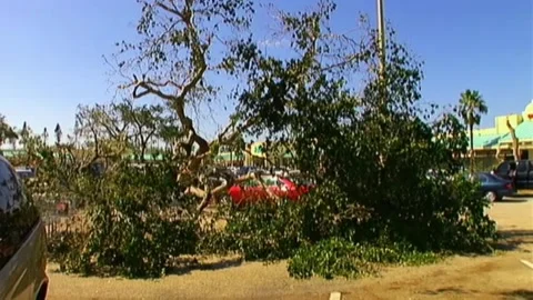 Downed Trees After Hurricane Wilma Stock Footage 291000464