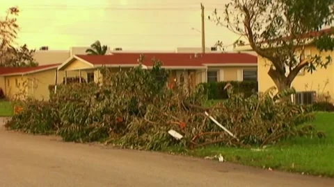 Downed Trees After Hurricane Wilma Stock Footage 291000575