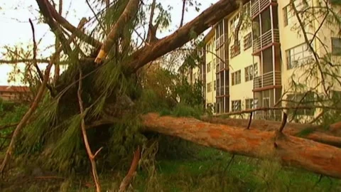 Downed Trees Condos After Hurricane Wilma Stock Footage 291000535