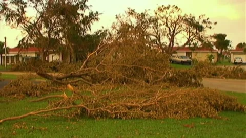 Downed Trees in Front of Homes After Hurricane Wilma Stock Footage 291000567
