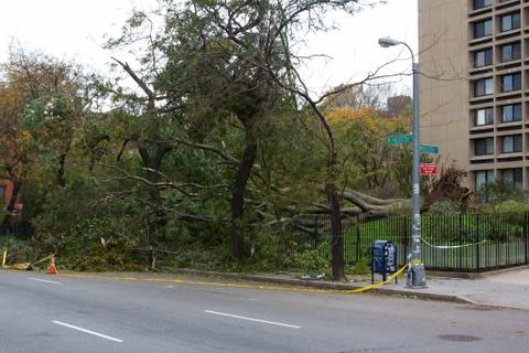 Downed Trees in NYC after Hurricane Sandy Stock Photos