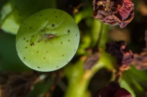 Downey mildew Stock Photos