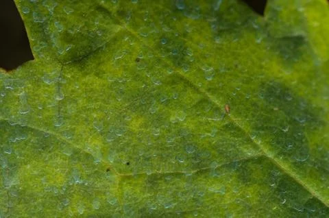 Downey mildew Stock Photos