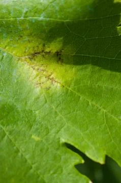 Downey mildew Stock Photos