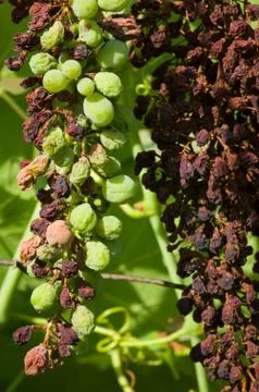 Downey mildew Foto stock