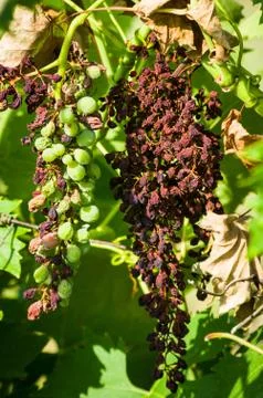 Downey mildew Foto stock