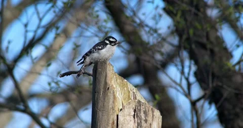 Downey Wood Pecker Stock-Footage 131403560