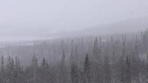 Downfall above dark boundless arctic sparse winter forest Stock Footage 112533847