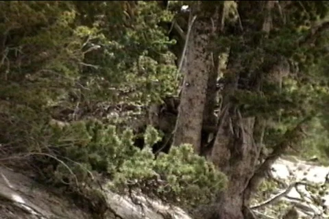 Downhill-03 Stock Footage 68660