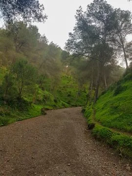 Downhill footpath to explore the charming grass under the pine trees of a p.. Stock Photos