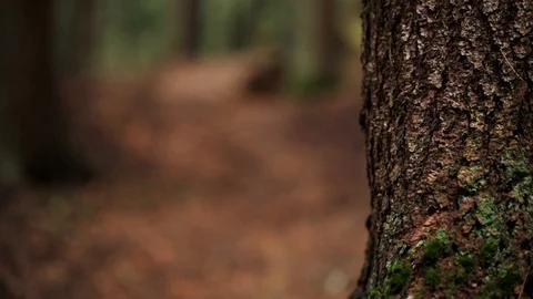 Downhill mountain biker Stock Footage 87473368