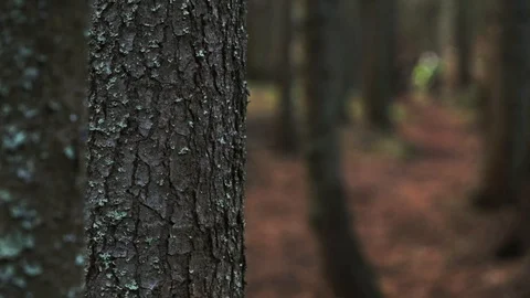 Downhill mountain biker Stock Footage 87473774