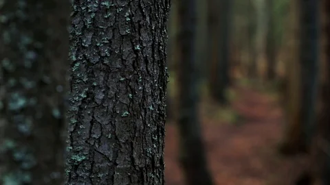 Downhill mountain biker Stock Footage 87473794