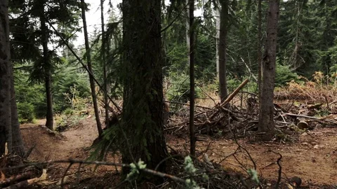 Downhill mountain biker Stock Footage 87474688