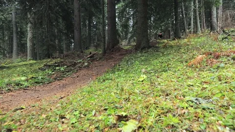 Downhill mountain biker Stock Footage 87475919