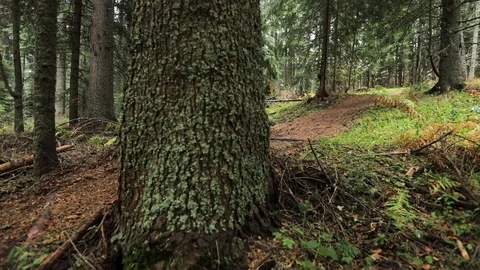 Downhill mountain biker Stock Footage 87476091