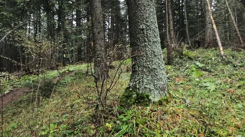 Downhill mountain biker Stock Footage 87476837