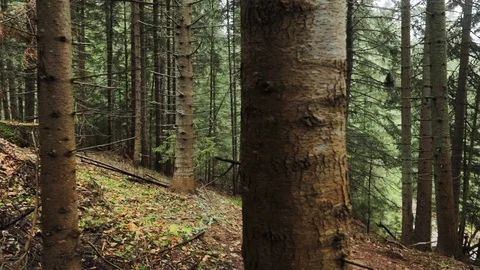 Downhill mountain biker Stock Footage 87477159