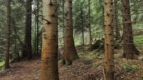 Downhill mountain biker Stock Footage 87477652